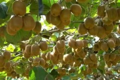 前厄瓜多尔国家队主教练加盟国足竞聘 新帅国足展望